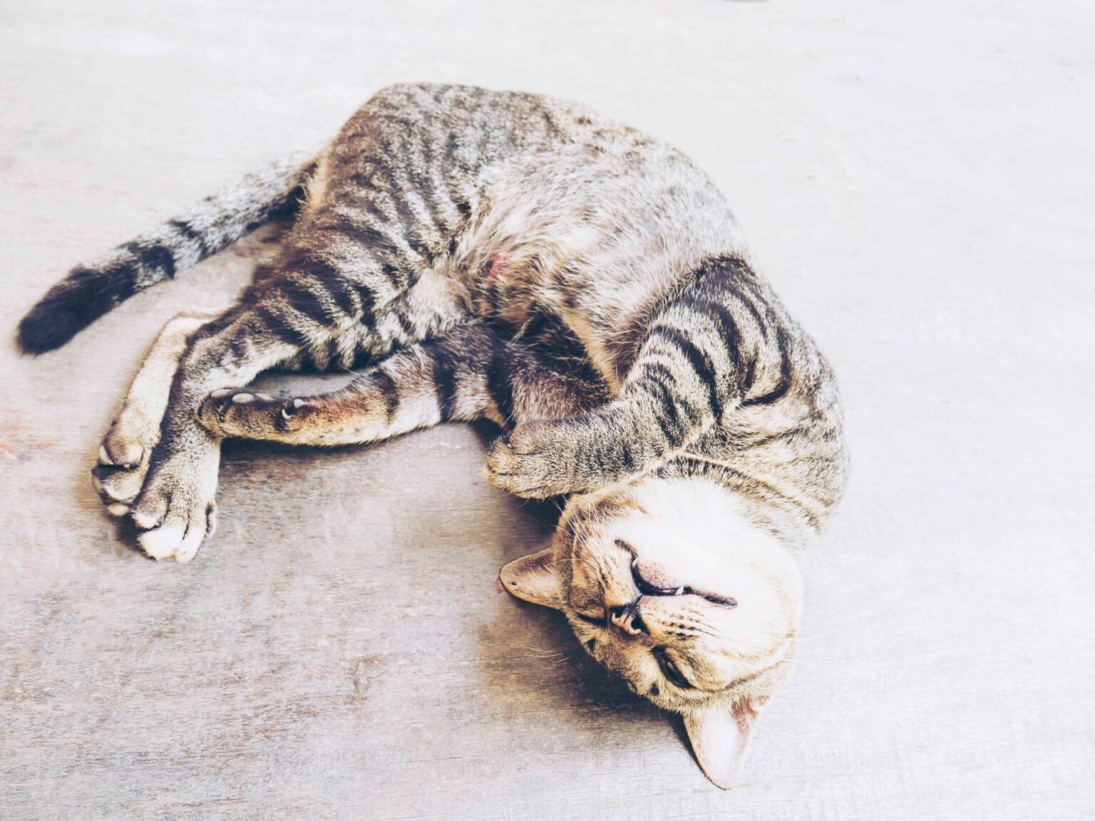 Cat Mastitis: Symptoms, Causes, Treatment & When to See a Vet 1 Cat mastitis in a nursing mother cat lying on the floor