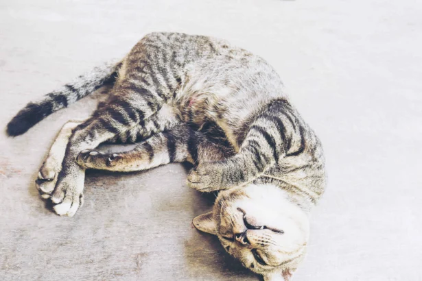 Cat mastitis in a nursing mother cat lying on the floor