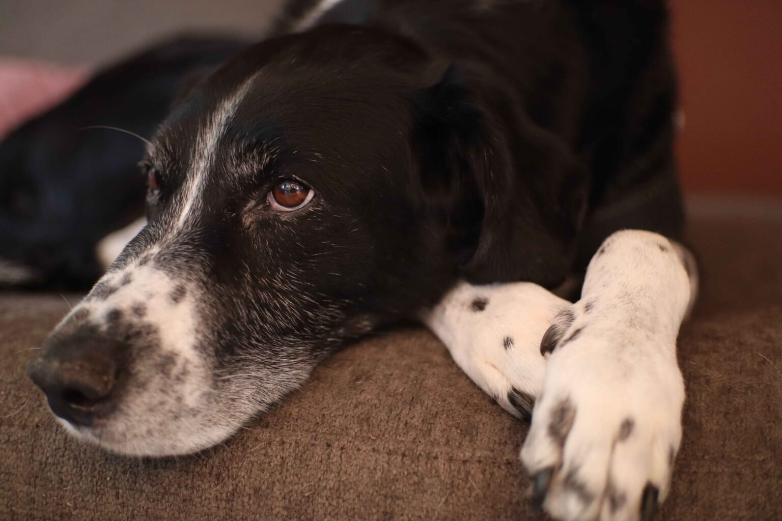 Early signs of arthritis in dogs showing stiffness and discomfort