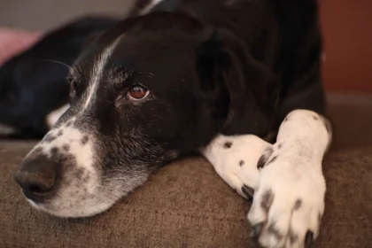 Early signs of arthritis in dogs showing stiffness and discomfort