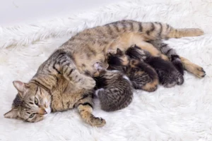 Mother cat nursing kittens, illustrating eclampsia in cats