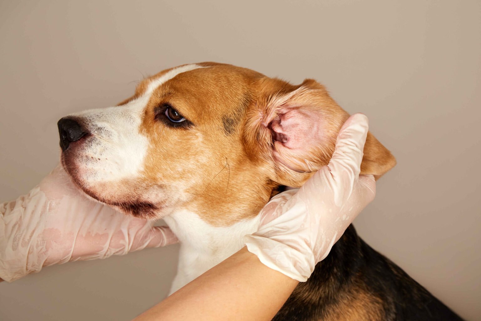 Dog Ear Infections – veterinarian examining a dog's ear for signs of irritation and infection