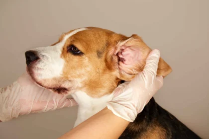 Dog Ear Infections – veterinarian examining a dog's ear for signs of irritation and infection