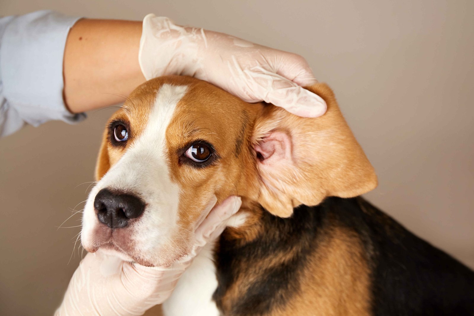 How Do Veterinarians Diagnose Dog Ear Infections – veterinarian examining a dog's ear