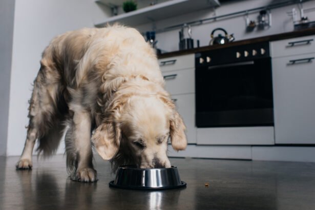 Diabetic dog diet with a Golden Retriever eating from a food bowl