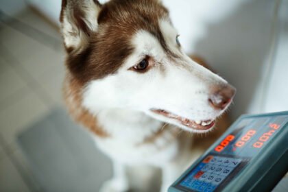 Why is my dog losing weight? A Siberian Husky being weighed on a veterinary scale